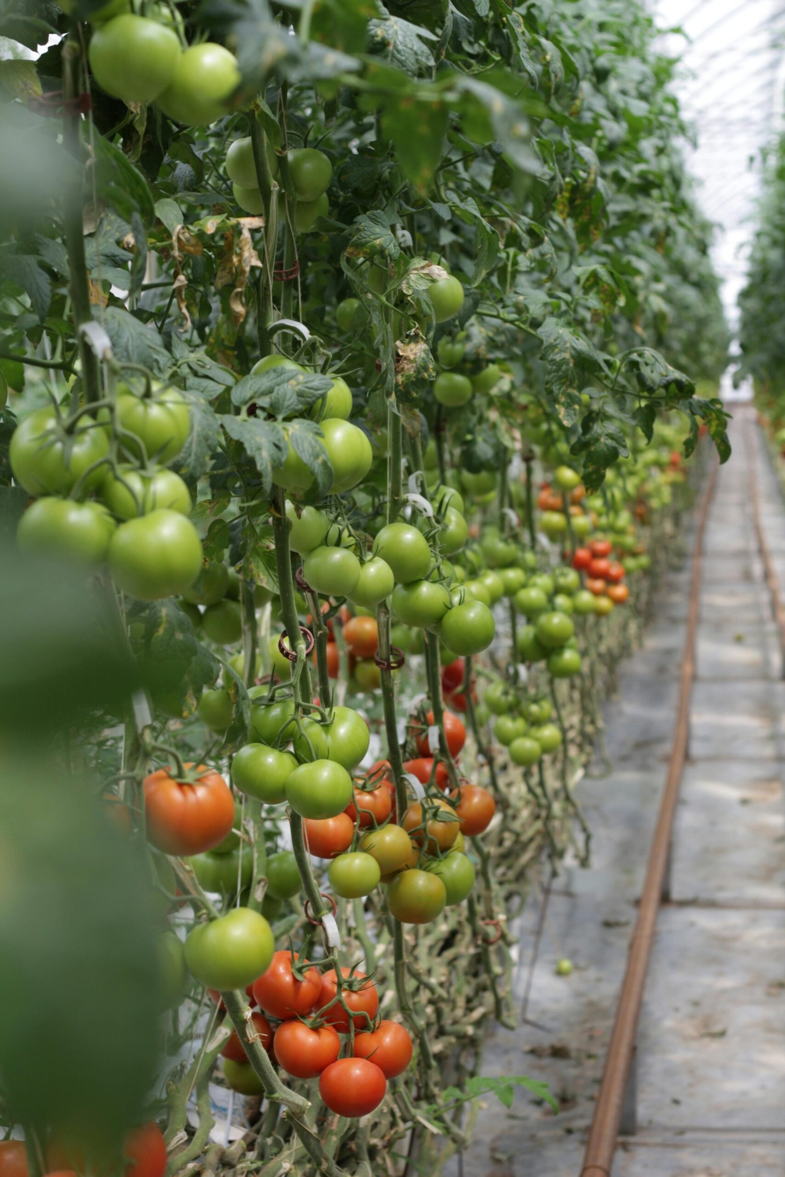 greenhouse